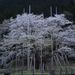 淡墨桜