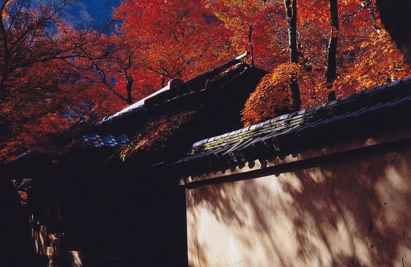 Arashiyama_0002