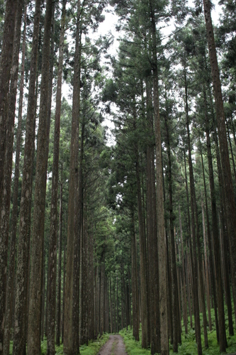 西谷の林道