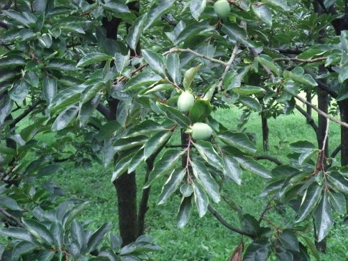Dscf0656