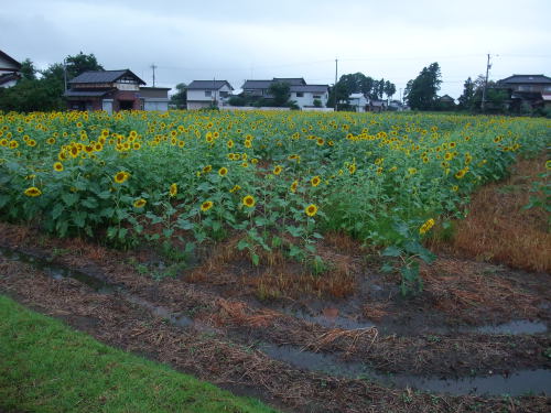 Dscf0660